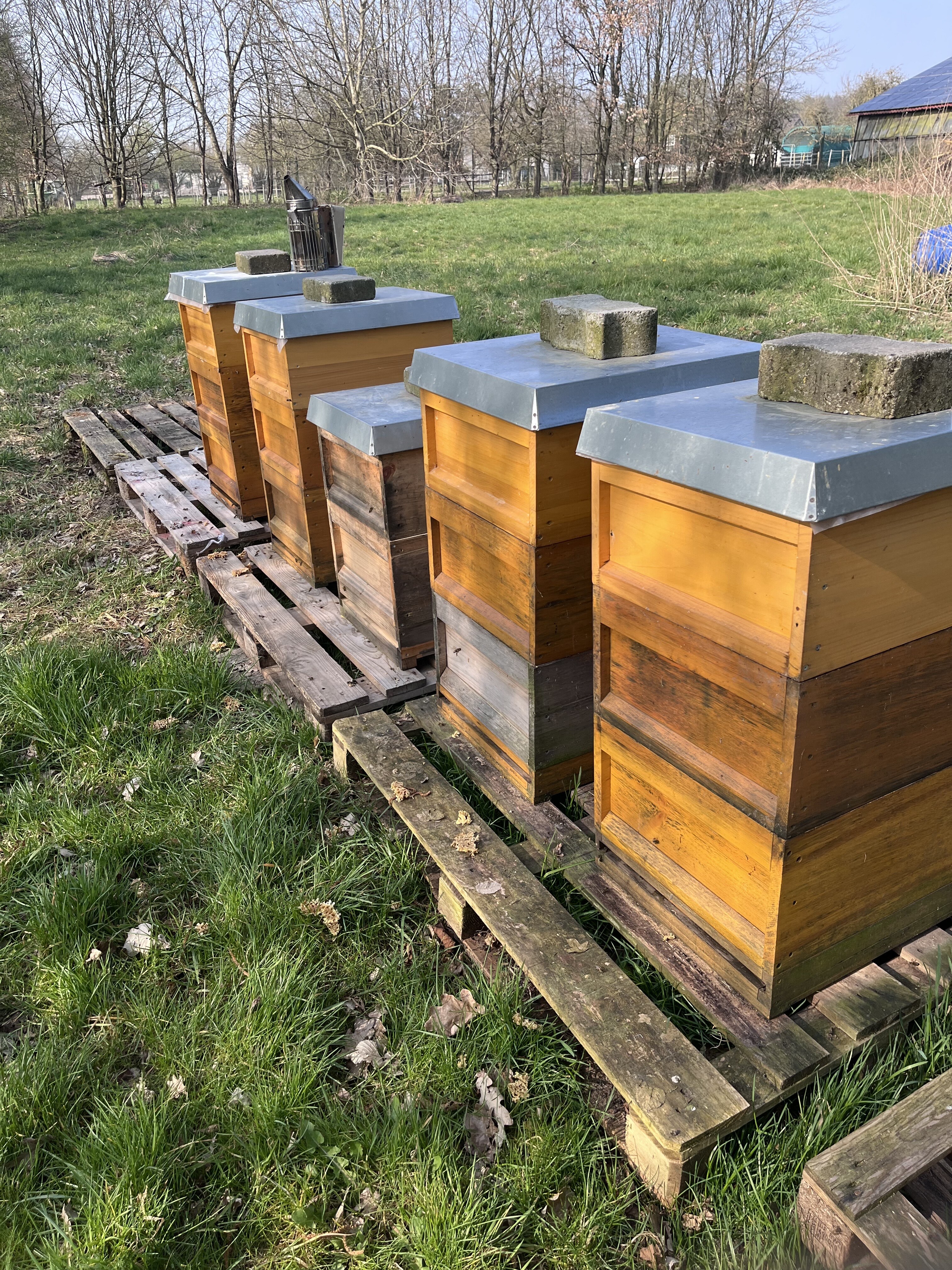 Nahaufnahme von fleißigen Bienen auf einer Honigwabe